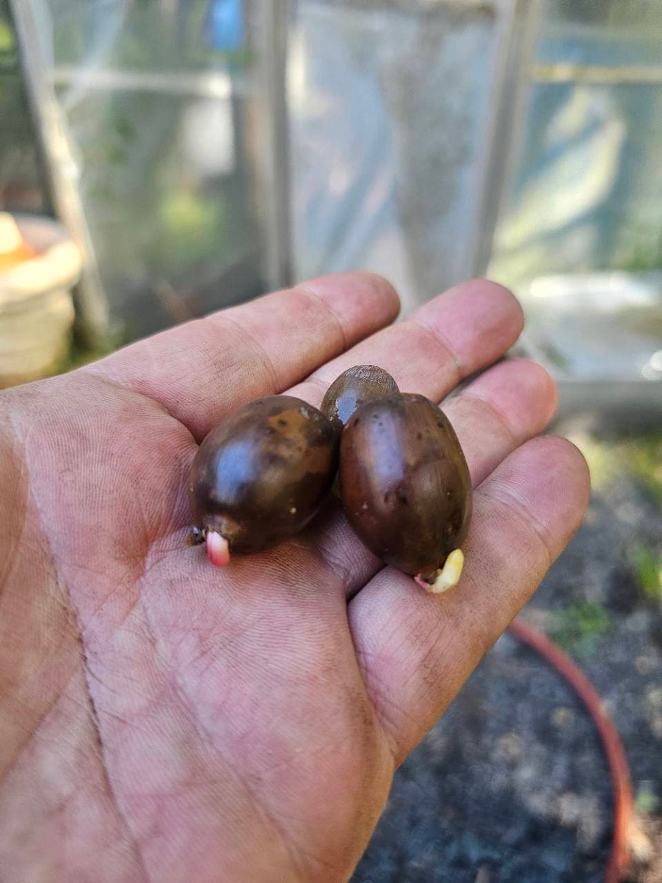 Three fresh Swamp Chestnut Oak acorns beginning to germinate