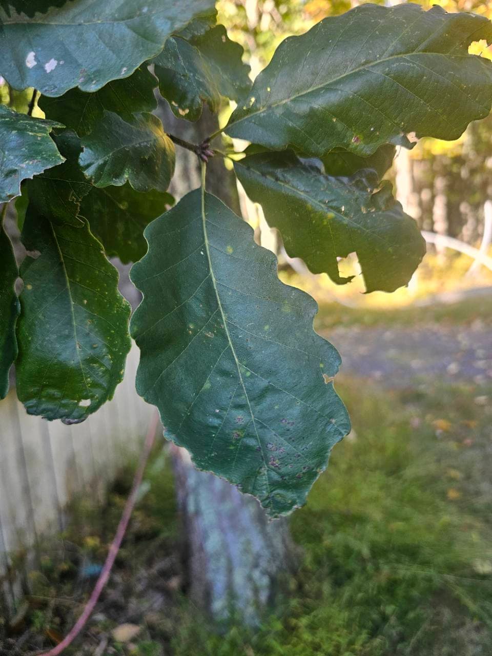 Broad leaves of a Swamp Chestnut Oak tree