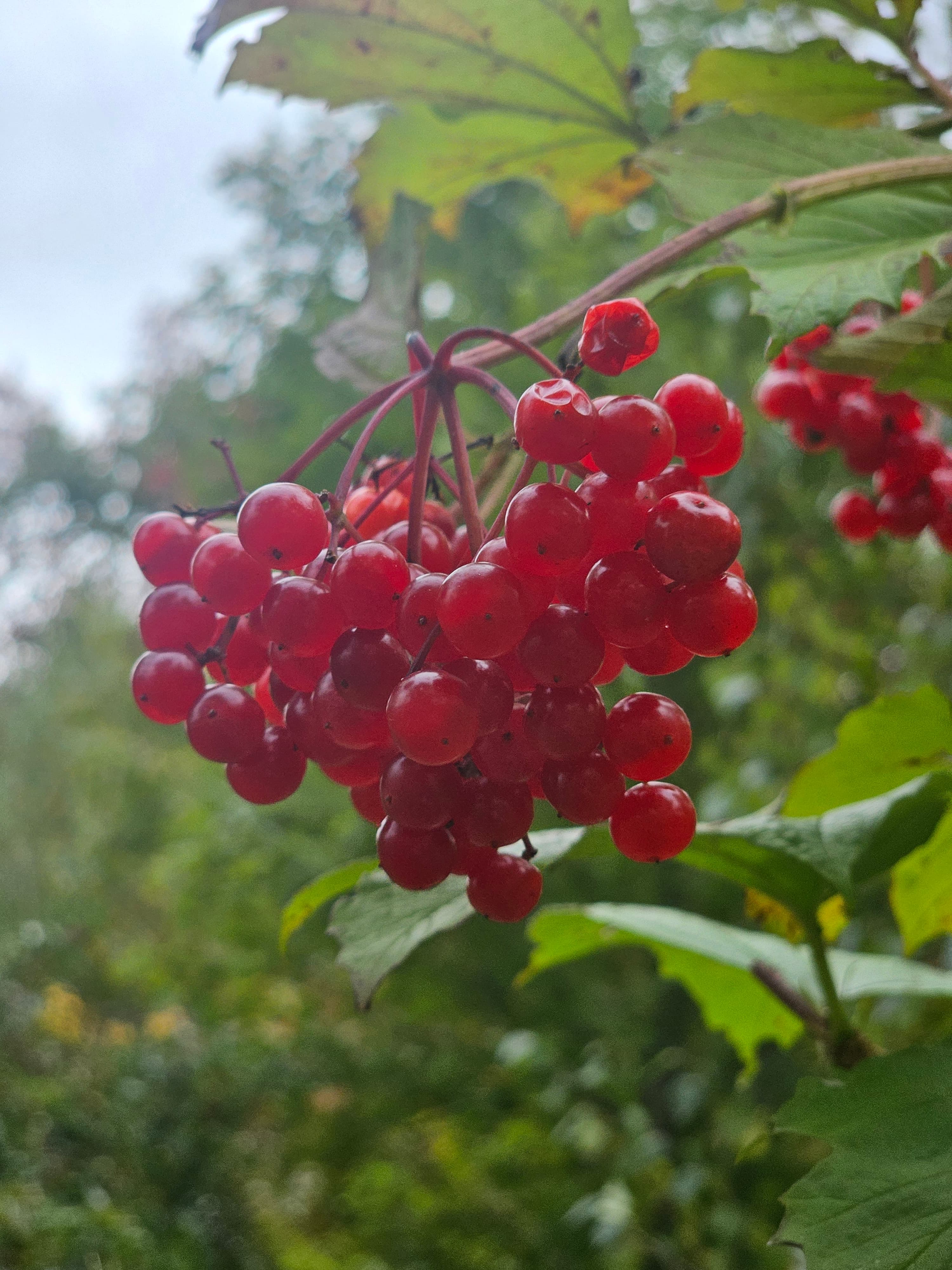 American Cranberrybush (Viburnum trilobum) Seeds