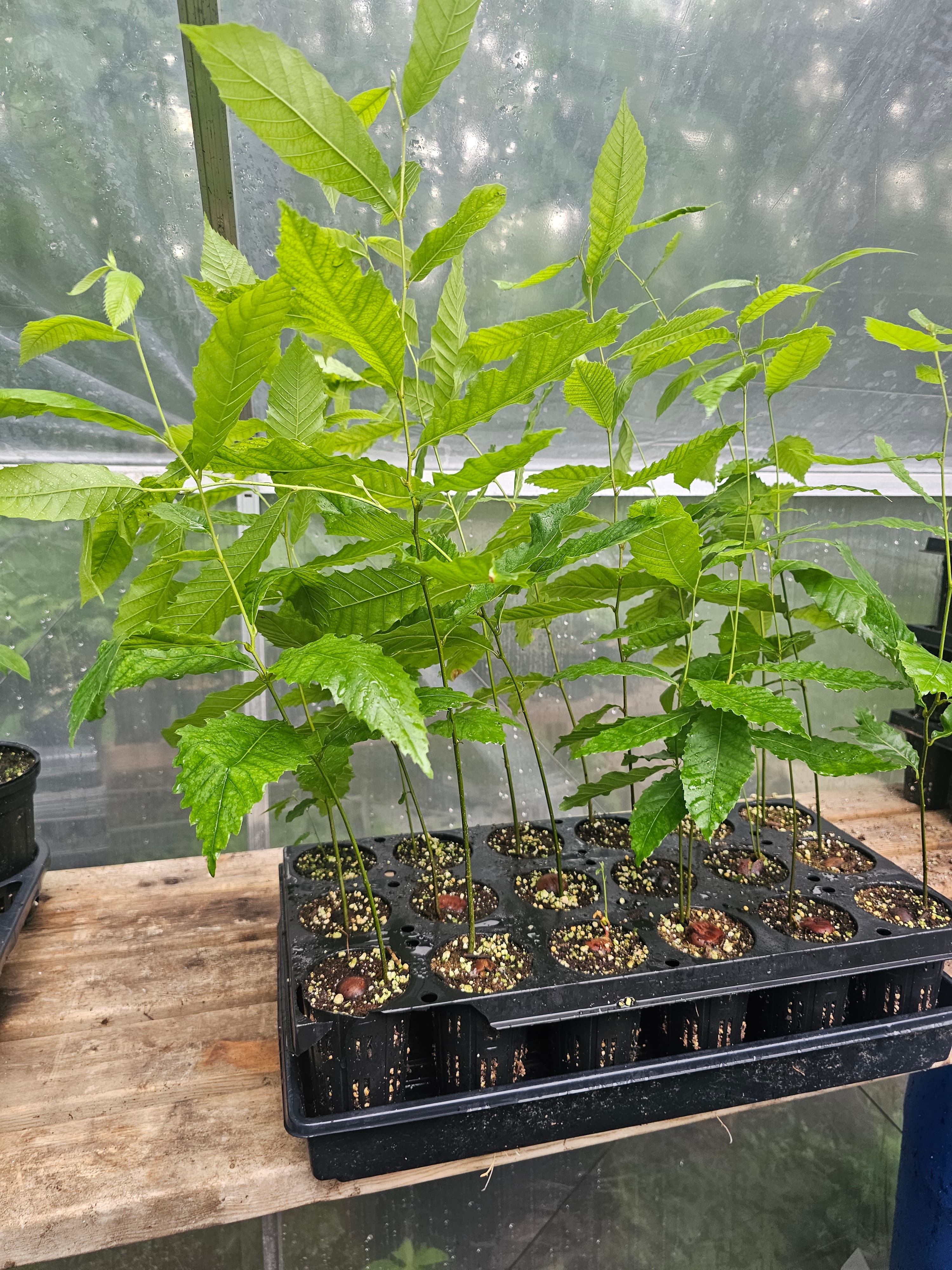 Pin Oak (Quercus palustris) – Bare Root (Pre-Order)