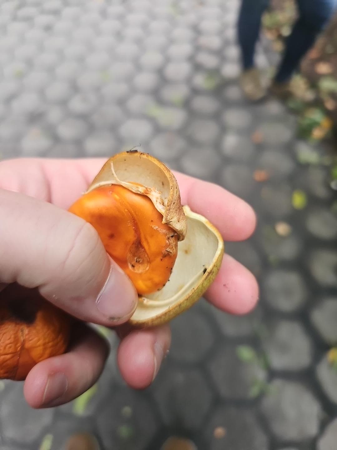 Fresh Bottlebrush Buckeye seed inside an opened leathery capsule