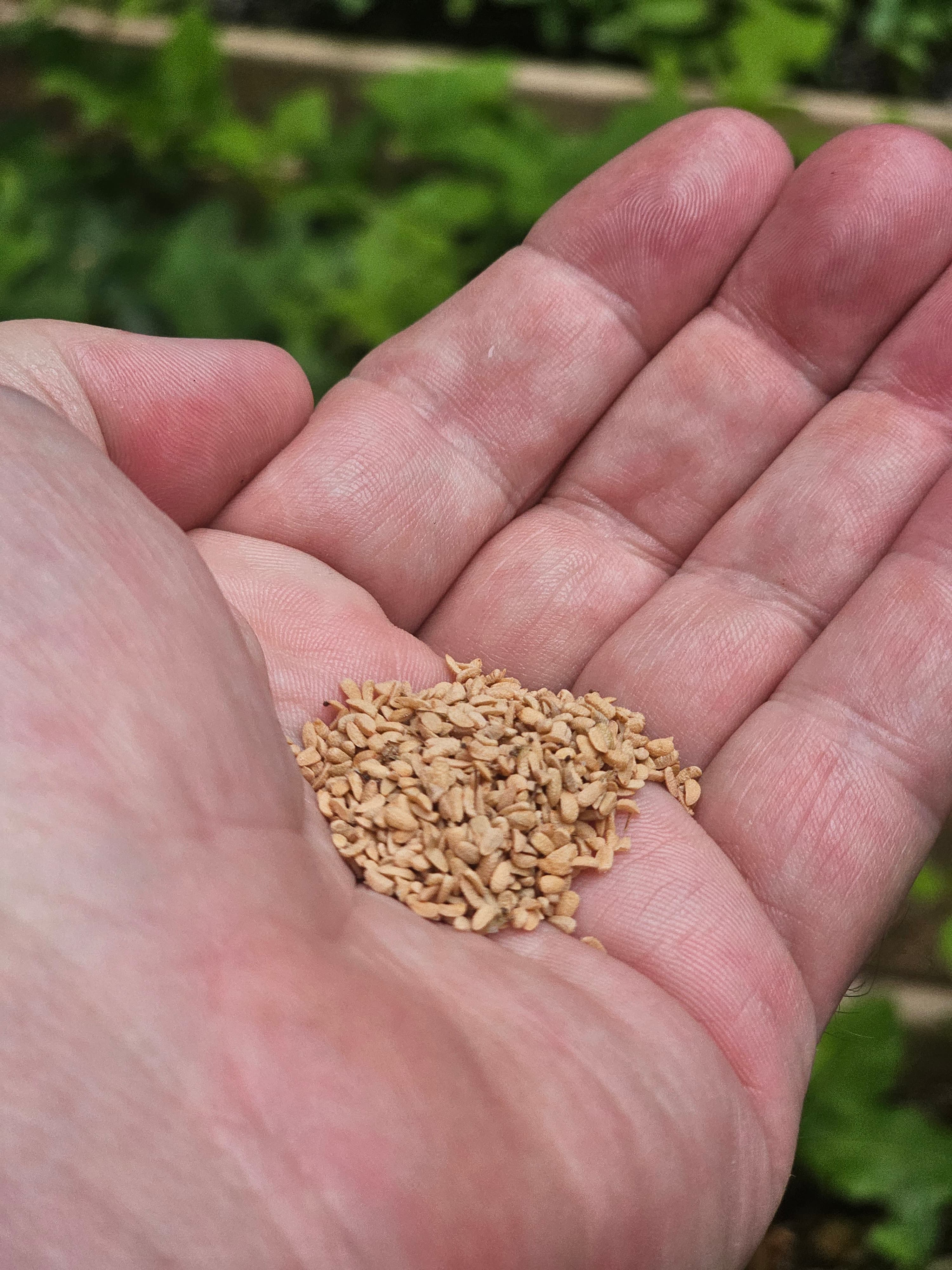 Red Elderberry (Sambucus racemosa) Seeds