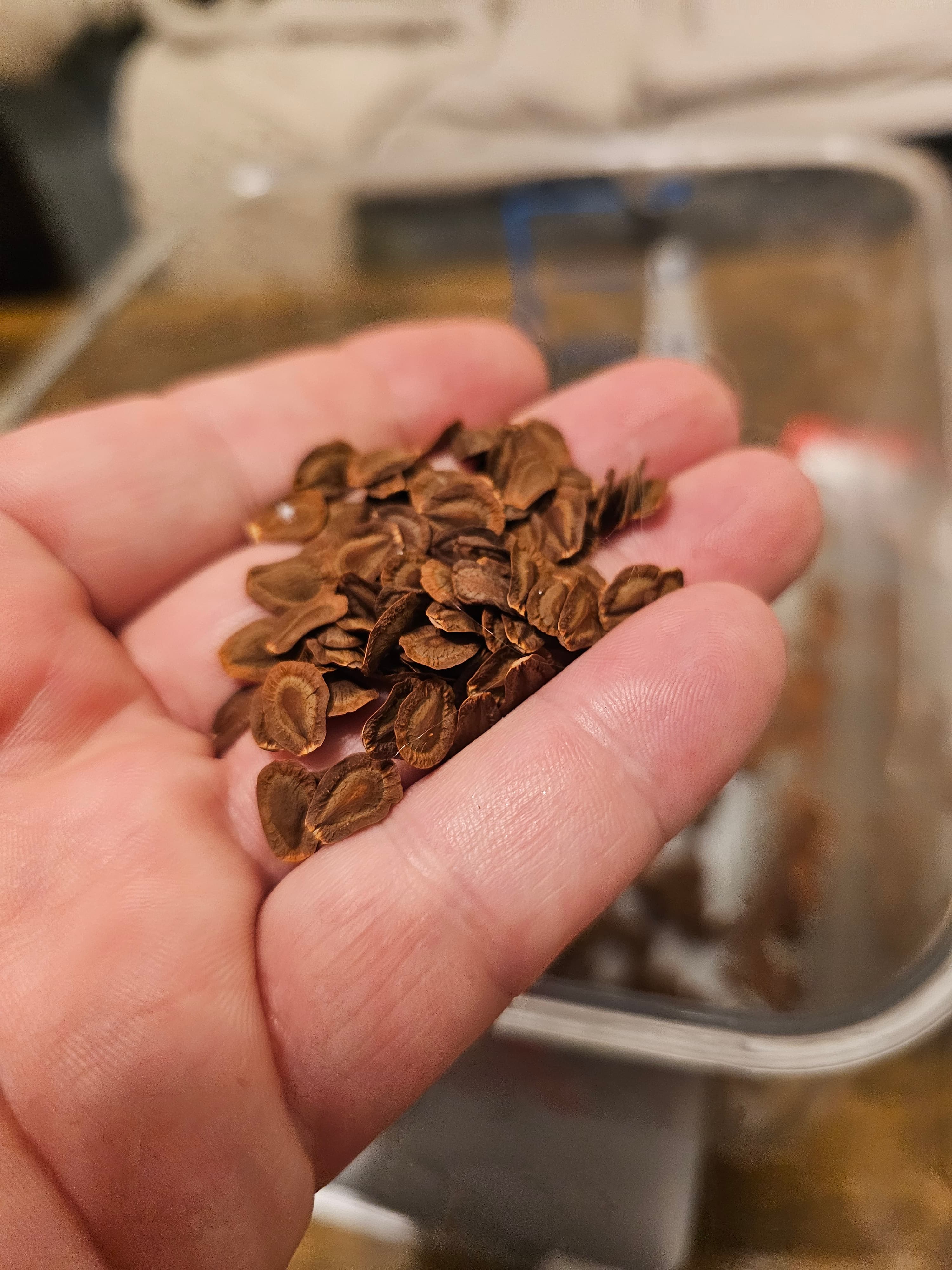 Common Milkweed Seeds (Asclepias syriaca)