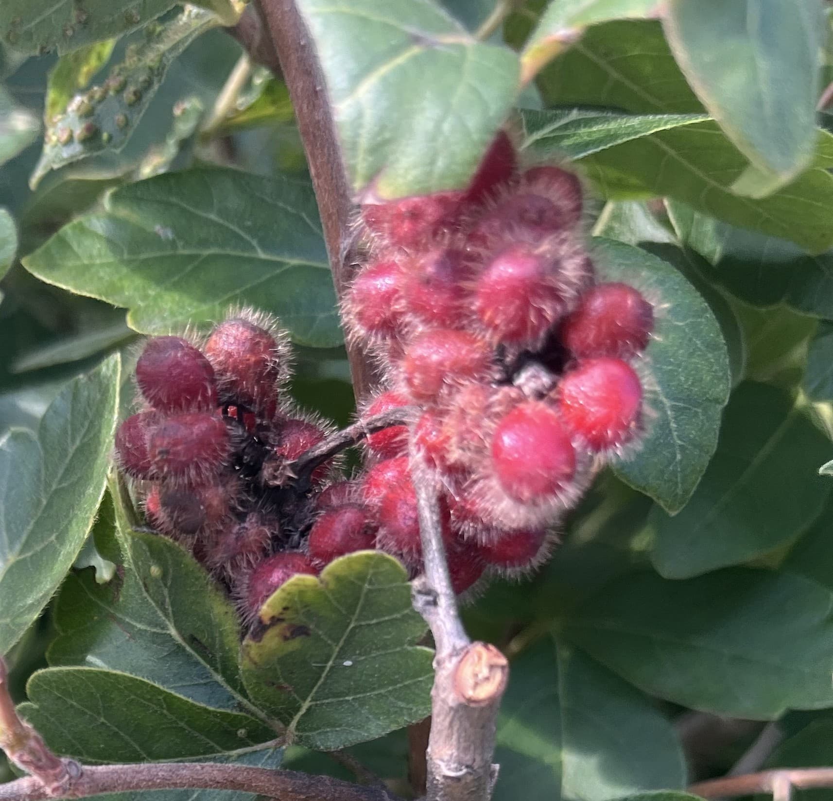 Fragrant Sumac (Rhus aromatica) Seeds