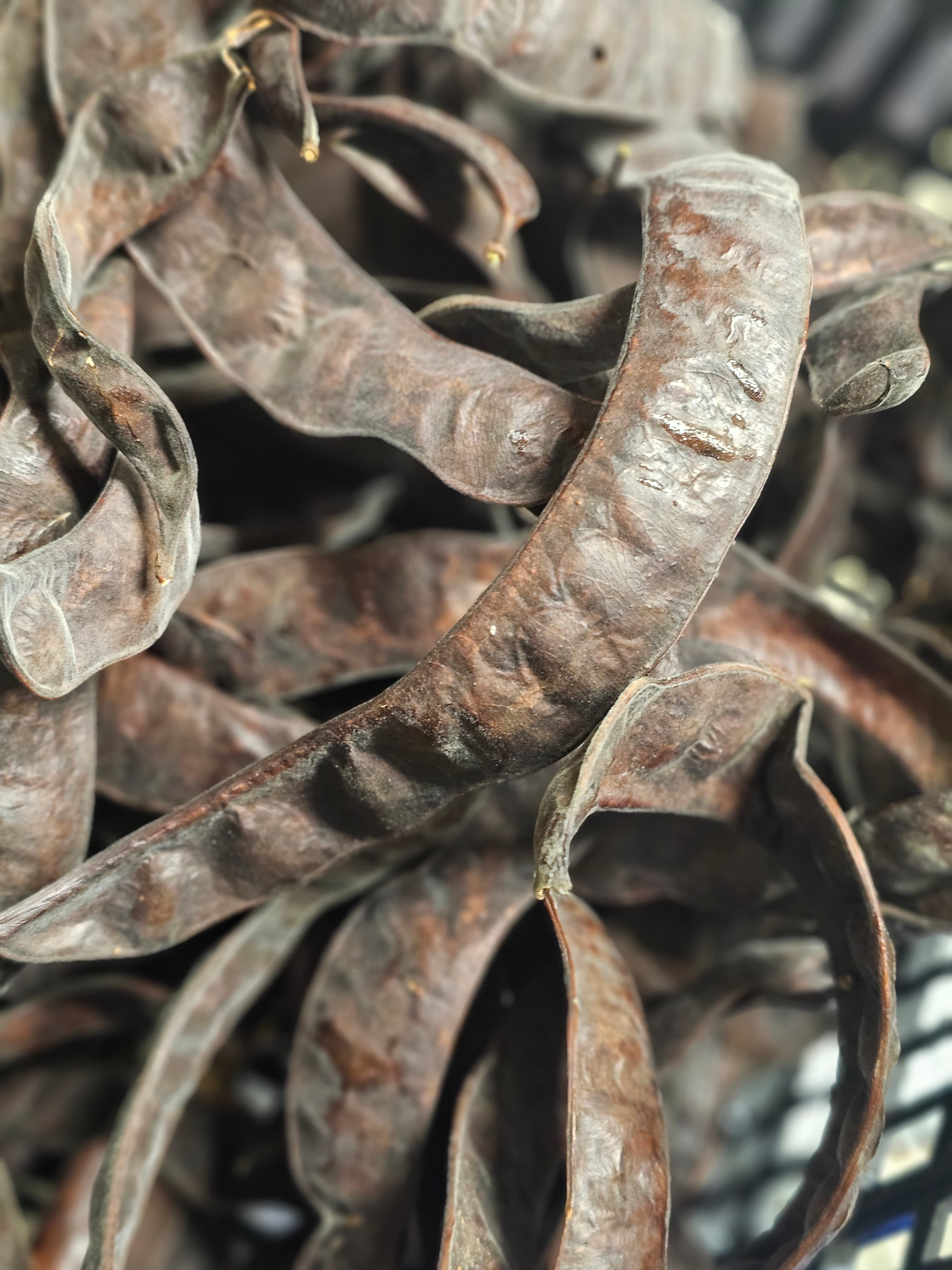 Honey Locust Seeds – Fast Growing Tree, Deer Food, Wildlife & Permaculture