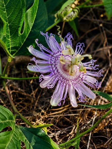 Maypop Seeds (Passiflora incarnata)