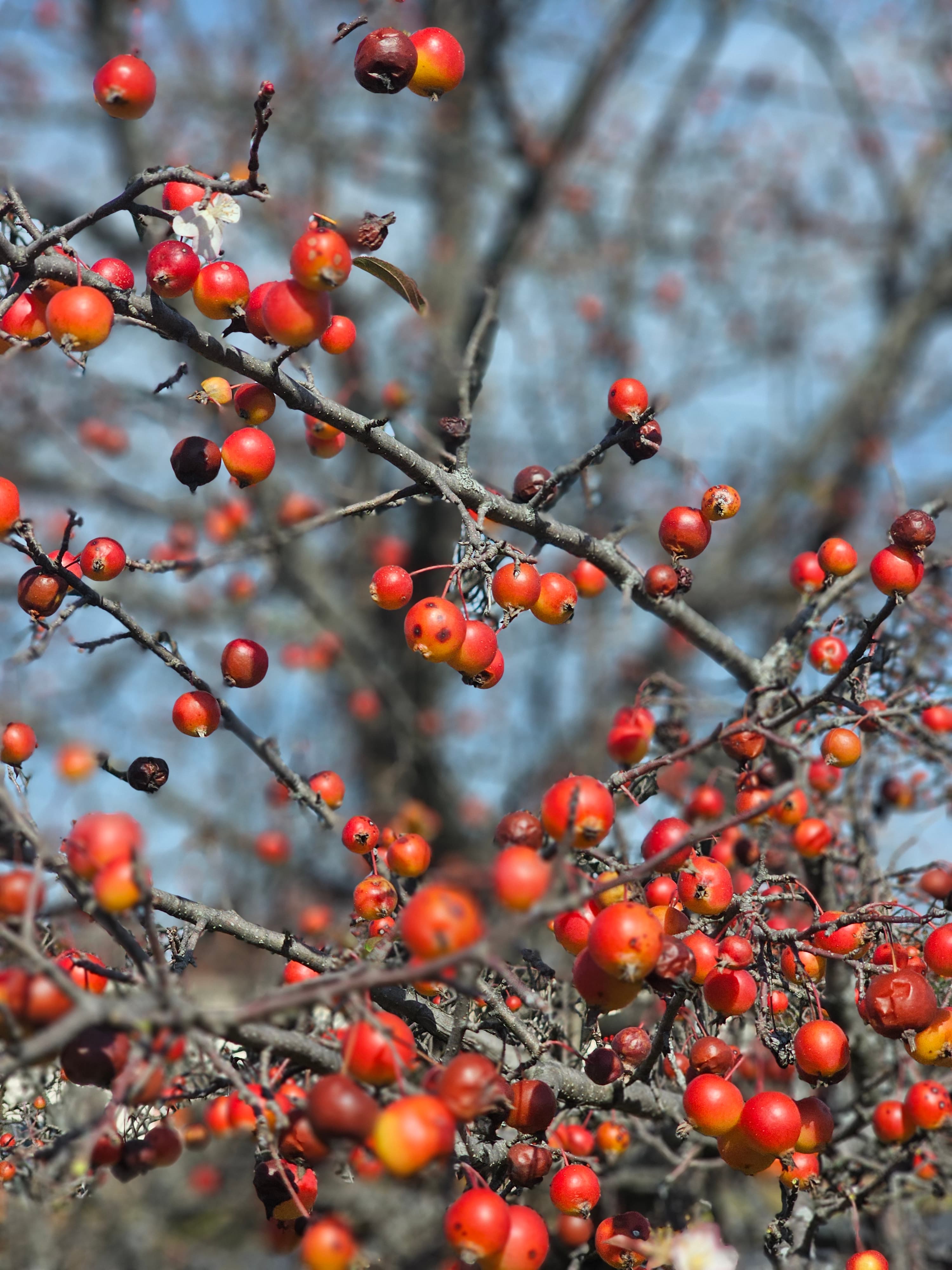 Prairifire Crabapple (Malus ‘Prairifire’) – Seeds